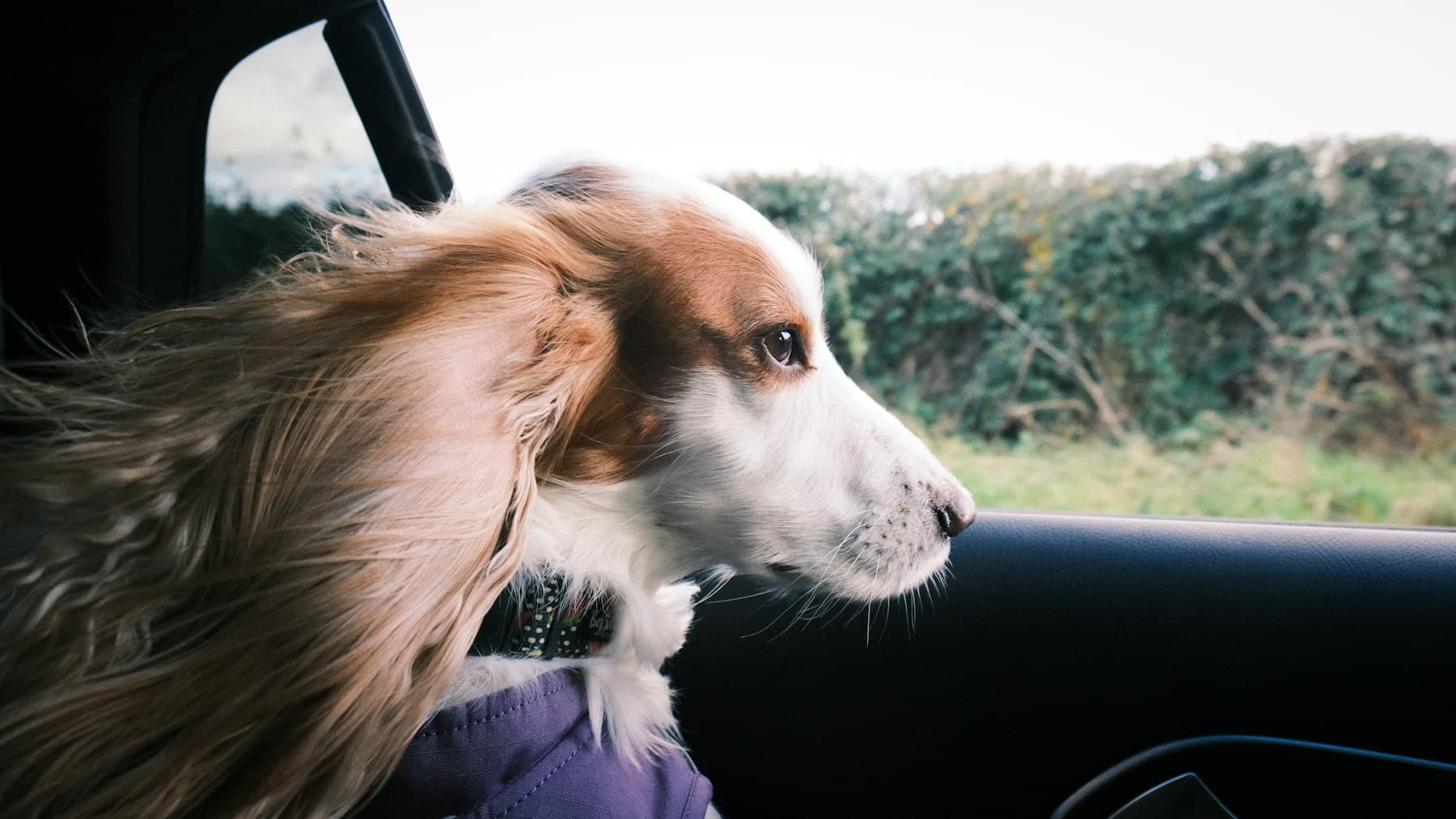 Dog sitting in a car seat before pet hair removal by A1 Car Cleaning in Saint John